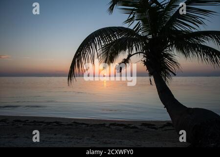 A coconut palm, growing on the edge of a beautiful beach, is silhouetted by the rising sun on a remote island in the Caribbean Sea. Stock Photo