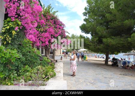 Bougainvillea on Pine Walk Puerto Pollensa Majorca Stock Photo