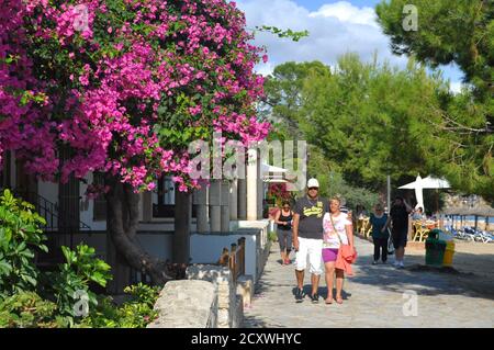 Bougainvillea on Pine Walk Puerto Pollensa Majorca Stock Photo