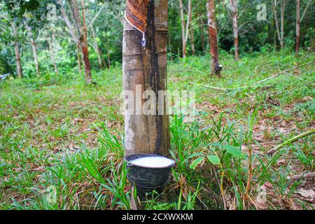 Vietnam rubber tree,Tapping latex rubber,latex extracted from rubber tree source of natural in Vietnam asia Stock Photo