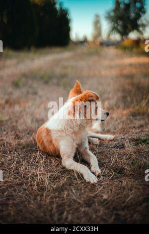 Cute redhead white dog lies and rests on the grass in the park, vertical orientation photo. Beautiful horizontal landscape view of golden grass field with blue sky. Stock Photo