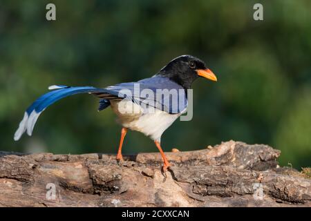 An attractive Red-billed Blue Magpie (Urocissa erythroryncha), perched on a tree log in the forests of Sattal in Uttarakhand, India. Stock Photo
