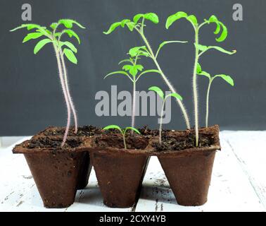 Young bright green tomato sprouts in peat pots which were sprouted from seeds, closeup. The concept of gardening and spring plantings in the garden Stock Photo
