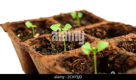 Young bright green sprouts of basil in peat pots which was sprouted from seeds on a white background, the concept of gardening of spring plantings in Stock Photo