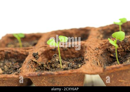 Young bright green sprouts of basil in peat pots which was sprouted from seeds on a white background, the concept of gardening of spring plantings in Stock Photo