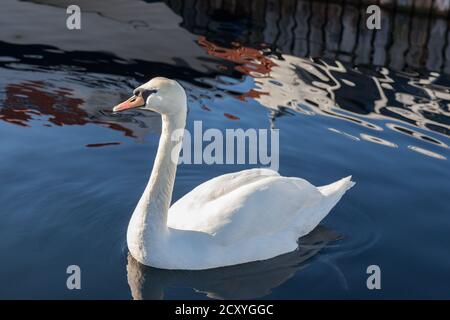 SKUDENESHAVN, NORWAY - 2016 FEBRUARY 26. Beautiful swan swimming in the harbour. Stock Photo