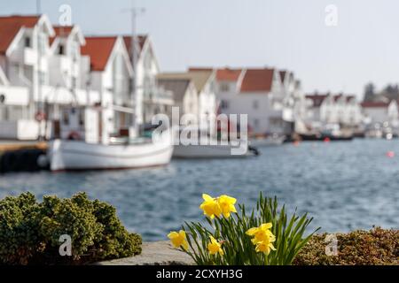 SKUDENESHAVN, NORWAY - 2018 MAY 05.Skudeneshavn harbour with white buildings in the background Stock Photo