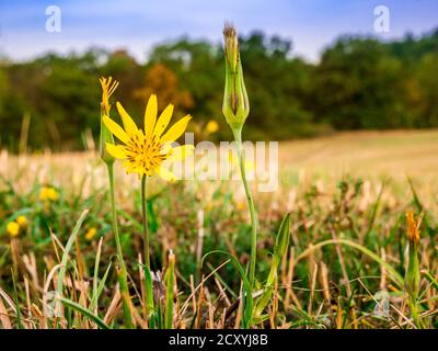 Meadow Salsify flower(Tragopogon pratensis L.) - also known as meadow goat's-beard. Close-up view of flower with blurred meadow, blue cloudy sky and Stock Photo