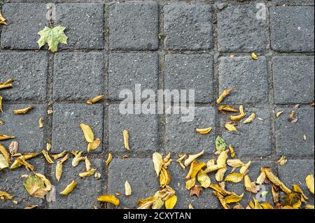 Background cobblestone pavement with yellow autumn leaves lying on it, copy space Stock Photo