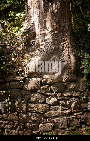 tree grows on a wall  in Remagen-Rolandswerth, Rhineland-Palatinate, Germany.  Baum waechst auf und uber einer Mauer in Remagen-Rolandswerth, Rheinlan Stock Photo