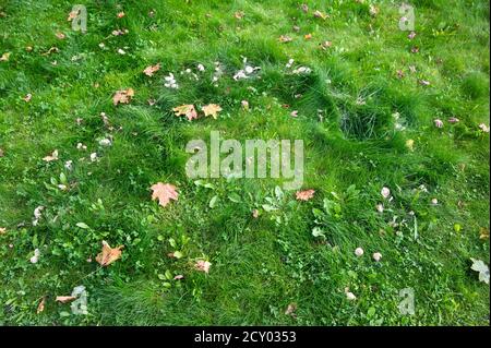 Background of green grass with yellow maple leaves lying on it, horizontal orientation Stock Photo