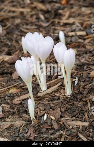 Colchicum × byzantinum 'Innocence'. Autumn crocus 'Innocence' white flowers, wood chip background Stock Photo