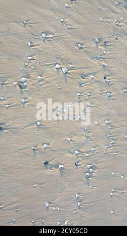 shells on the sea beach in the sand. High quality photo Stock Photo