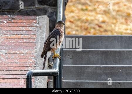 Adult Cooper's Hawk (Accipiter cooperii) Stock Photo