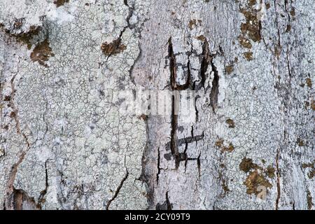 Lichen patterns on a bark of a maple tree in Velka Fatra national park, Slovakia. Stock Photo