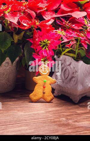 Gingerbread cookie with poinsettia plant on christmas set. Stock Photo