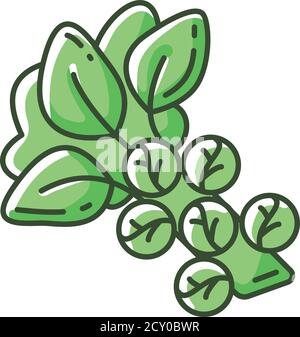 Brussels sprouts RGB color icon Stock Vector
