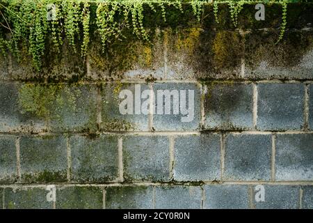 exterior cinderblock wall background with moss and plants Stock Photo