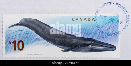 Used Canadian $10 engraved postage stamp depicting a Blue Whale. Stock Photo