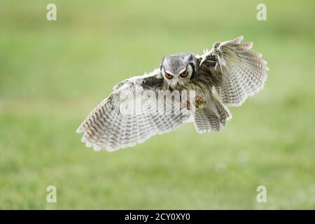 Northern white-faced owl (Ptilopsis leucotis), (C), Hawk Conservancy Trust, Hampshire, England Stock Photo