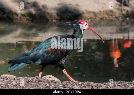 Southern bald ibis (Geronticus calvus / Tantalus calvus), wading bird native to southern Africa, in zoo / zoological garden Stock Photo