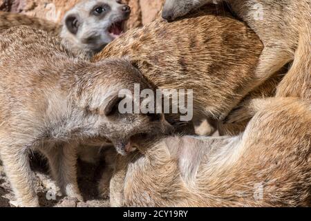 Meerkats / suricates (Suricata suricatta) fighting, native to the deserts of southern Africa Stock Photo