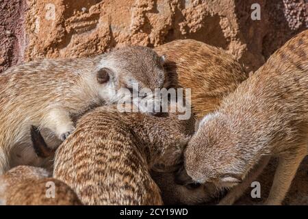 Captive meerkats / suricates (Suricata suricatta) fighting in zoo / animal park / zoological garden Stock Photo