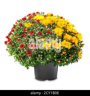 Blossoming red and yellow chrysanthemums in black flower pot on white background Stock Photo