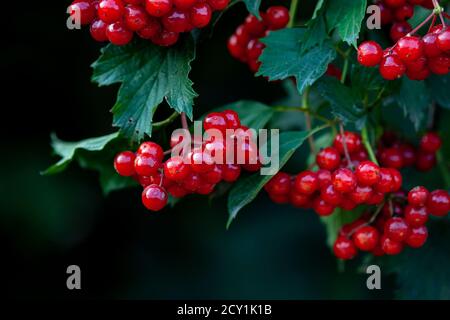 Red berries of European cranberrybush or Guelder Rose (Viburnum opulus) Stock Photo