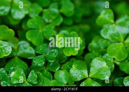 green clover leaves wet with rain Stock Photo