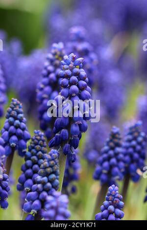 blue grape hyacinth in spring garden macro Stock Photo