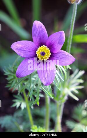 common pacque flower in purple macro Stock Photo