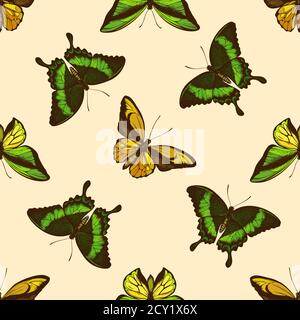 Seamless pattern with hand drawn colored wallace s golden birdwing, emerald swallowtail, swallowtail butterfly Stock Vector