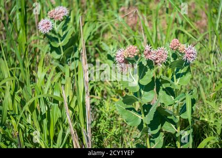 Common Milkweed, Asclepias syriaca L., growing wild at the Great Salt Plains state park in Oklahoma, USA. Stock Photo