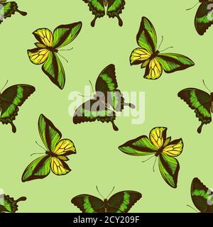 Seamless pattern with hand drawn colored emerald swallowtail, swallowtail butterfly Stock Vector