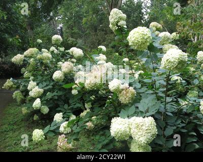 The ornamental shrub Hydrangea Paniculata "Limelight" in full bloom with its enormous white flower heads. Stock Photo