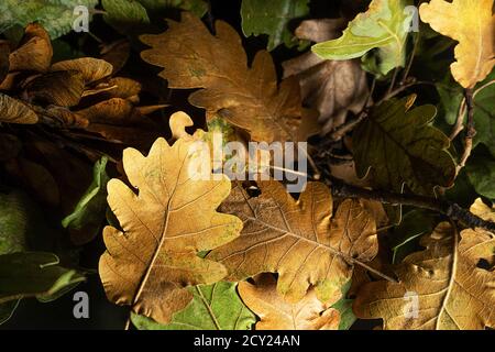 Autumn creative composition. Beautiful autumn leaves as background. Fall leaf. Flat lay, top view, copy space. Stock Photo