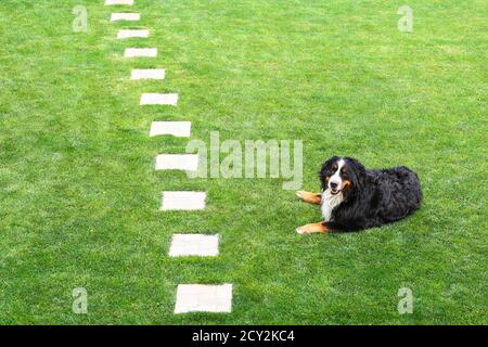 bernese mountain dog lying on green grass on the lawn background wiht the path. Happy family smiling dog Stock Photo