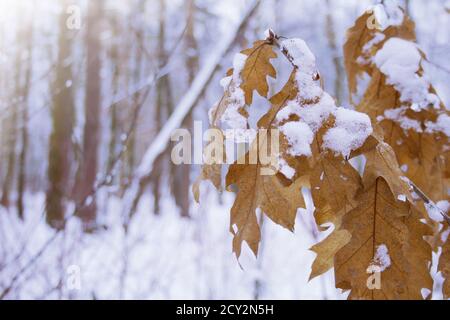 Branch of oak with dried orange yellow leaves under the snow in beautiful winter forest on blurred gentle blue purple background. Close-up. Winter sno Stock Photo