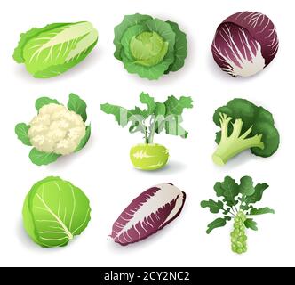 Set with different kinds of cabbage, isolated on white background. Cruciferous vegetables cartoon vector illustration collection Stock Vector