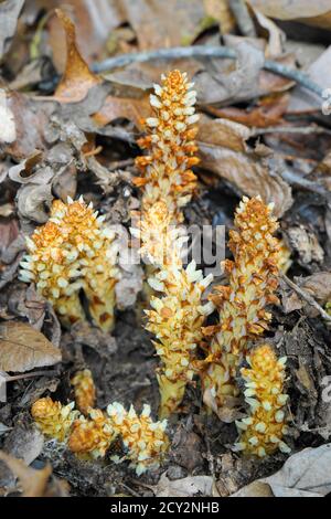 Conopholis americana (aka American cancer-root, squawroot, bumeh or bear corn) Stock Photo
