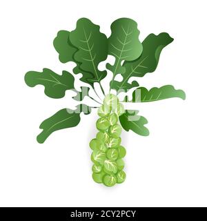 Brussels sprouts with leaves on white background, isolated. Organic raw cabbage. Cruciferous vegetable vector illustration in cartoon style Stock Vector
