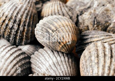 Gray and brown seashells close-up as a natural background, shallow DOF Stock Photo