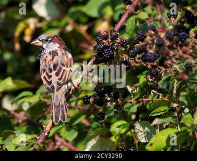 Male House Sparrow on a bramble bush in the Cotswold Hills UK Stock Photo