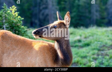 Adult Female Elk (Cervus canadensis) High in the Mountains in Rocky Mountain National Park in Colorado Stock Photo