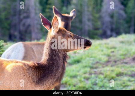 Adult Female Elk (Cervus canadensis) High in the Mountains in Rocky Mountain National Park in Colorado Stock Photo