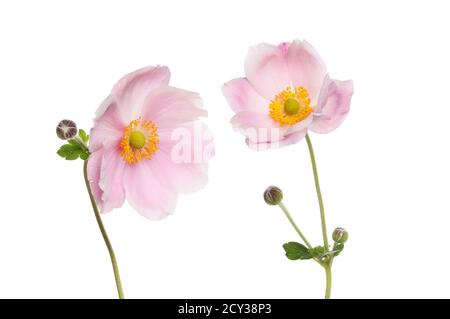 Two Japanese anemone flowers, leaves and buds isolated against white Stock Photo