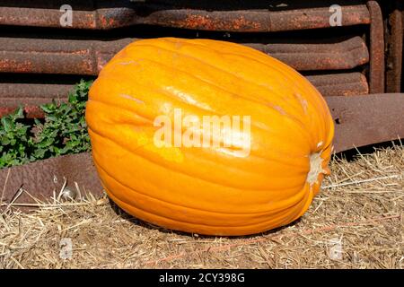 Close up of pumpkin laying on hay bale near abandoned and rusty car. Stock Photo