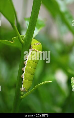 Vertical Image of Vivid Green Lime Swallowtail Caterpillar Crawling on a Lime Tree Branch Stock Photo