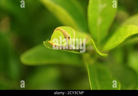 Closeup a Vivid Green Lime Swallowtail Caterpillar Resting on a Lime Tree Leaf Stock Photo